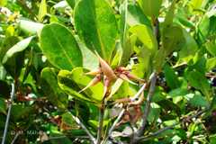 Aegiceras corniculatum